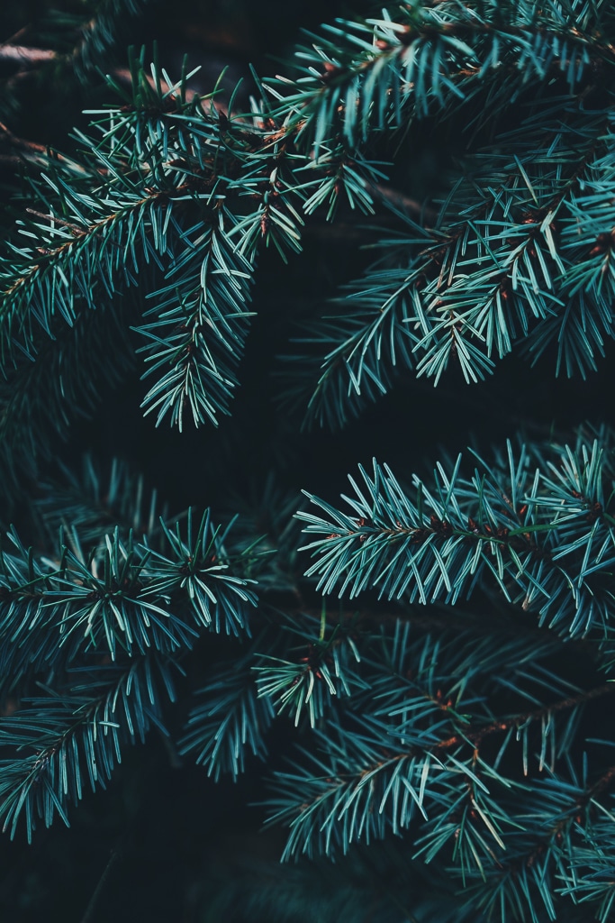 OLA Bamboo