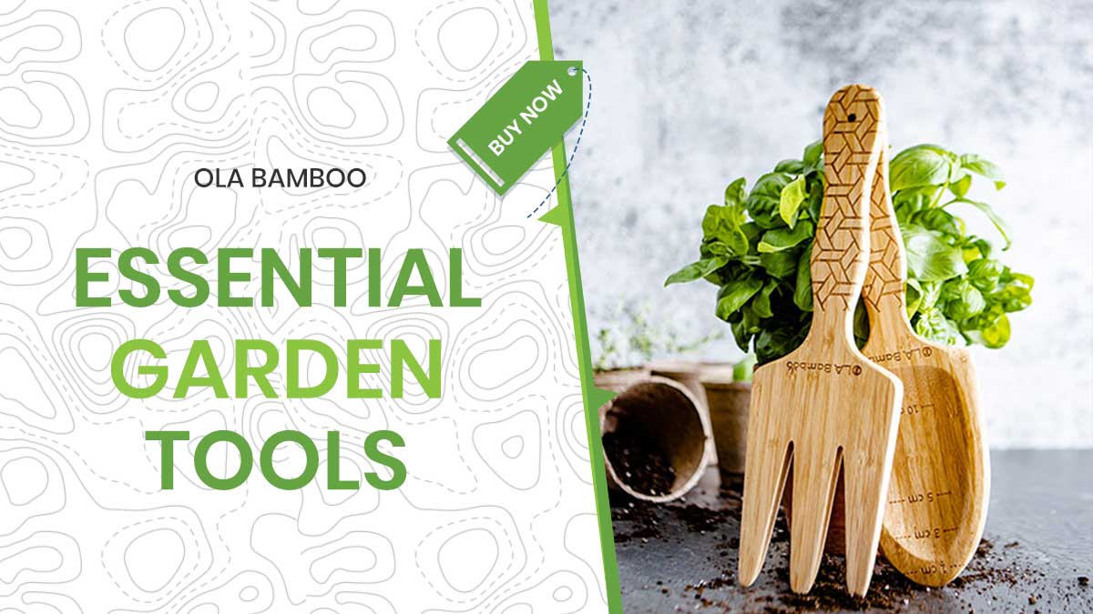 OLA Bamboo